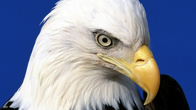 ?Las más famosas especies de águilas del mundo.