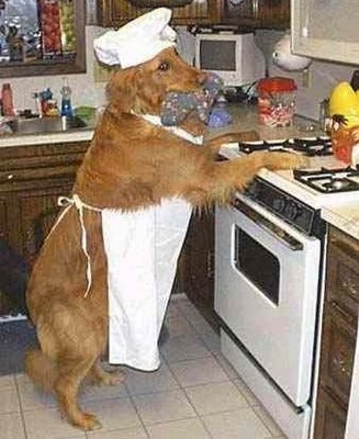 Aşçı köpeği