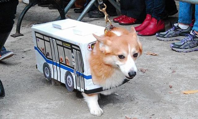 Köpek otobüsü