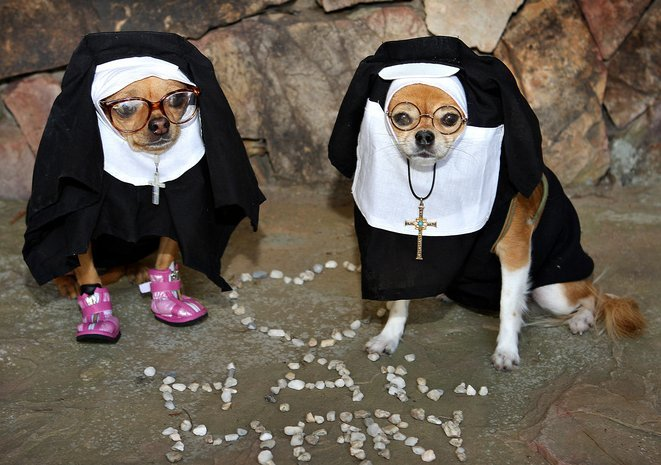 Rahibe köpek
