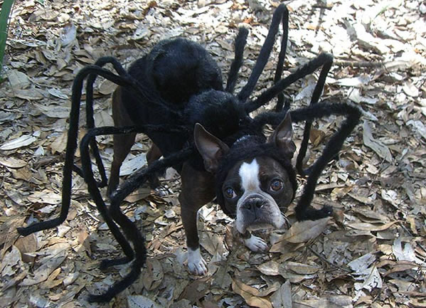 Anjing tarantula