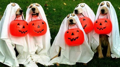 En iyi köpek Cadılar Bayramı kostümleri